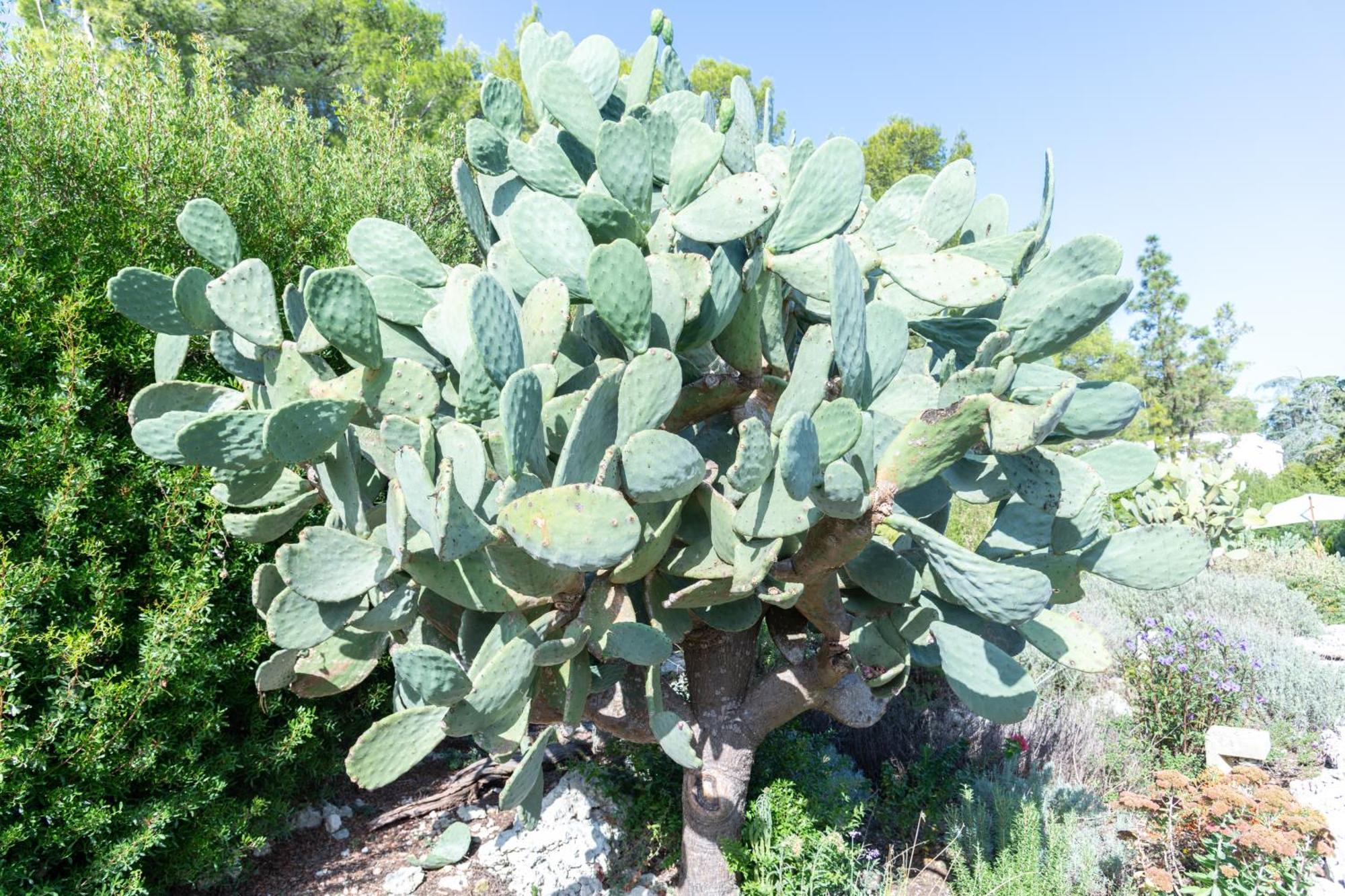 Masseria Caliani Borgagne Bagian luar foto